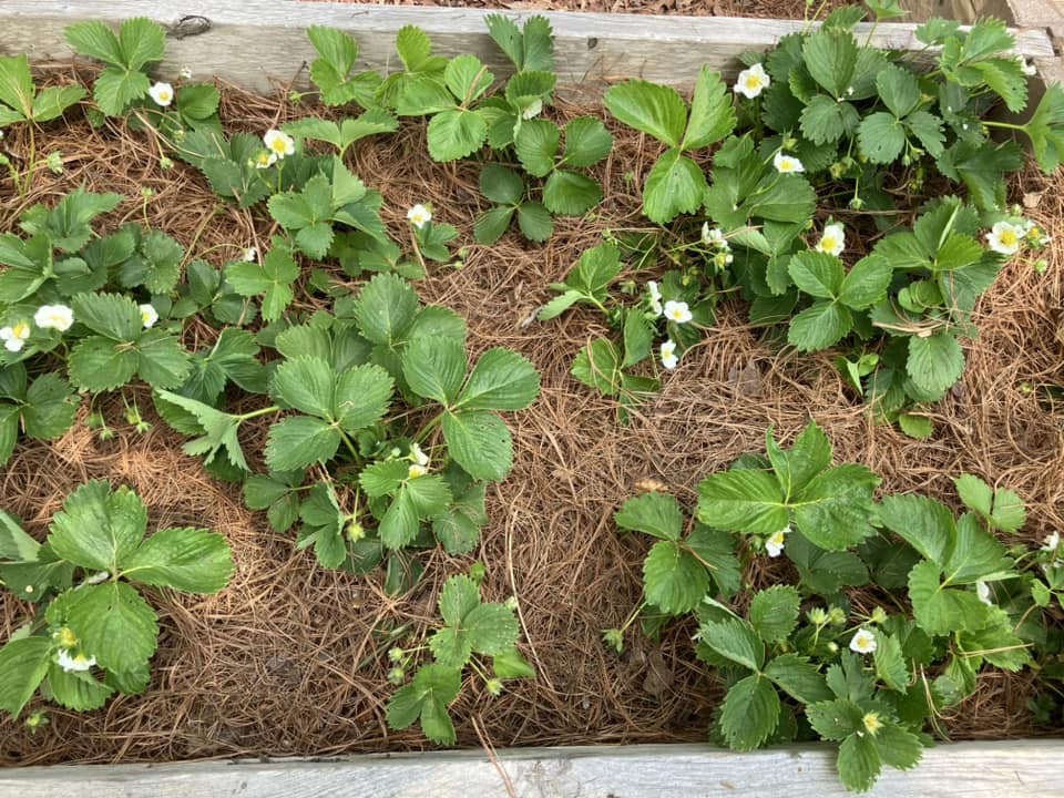 Read more about the article Pine needles are great for strawberry beds